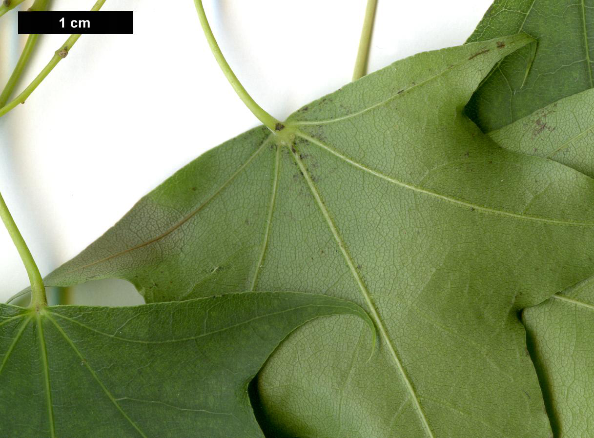 High resolution image: Family: Sapindaceae - Genus: Acer - Taxon: platanoides × A.truncatum